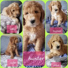 Goldendoodle Puppies from Doodle Devotion