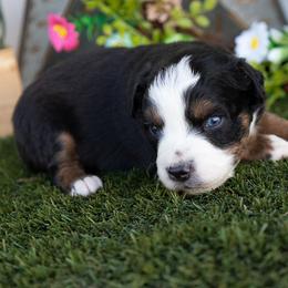 Storm - Black tri male Miniature American Shepherd puppy in Granbury, Texas from Best Little Aussies
