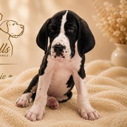 Frankie - Mantle male Great Dane puppy in Liberty, New York from Catskills Greatest Danes