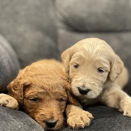 Golden Retrievers from Sunset Retrievers