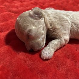 Poodle Puppies from Lixira Poodles