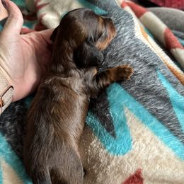 Dachshund Puppies from TMJ Dachshunds & More