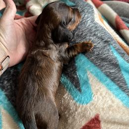 Dachshund Puppies from TMJ Dachshunds & More