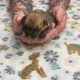 Female 3 - Red female Staffordshire Bull Terrier puppy in Lakeland, Florida from English Creek Staffords