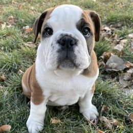 Bulldogs from Tiny Tanks Kennel