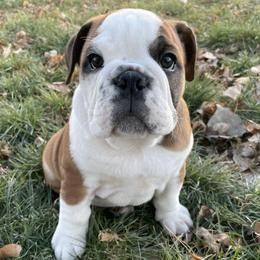 Bulldogs from Tiny Tanks Kennel