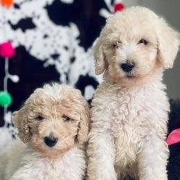 Poodles from Westex Poodles