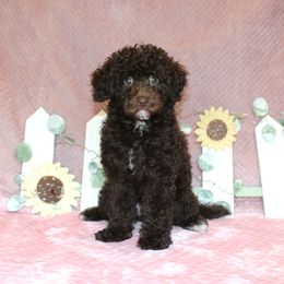 Poodle Puppies from 'Capon Cuties