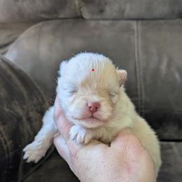 Walnut - Cream male Pomeranian puppy in Westphalia, Kansas from Prairie Ridge Kennel