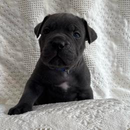 Donner - Gray male Cane Corso puppy in Utah from 3Lake Kennelz