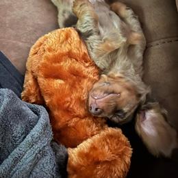 Dachshund Puppies from Honey Creek Doxies
