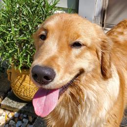 Jocelyn - Golden Retriever