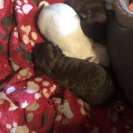 Boy 2 - White male Chihuahua puppy in Amelia, Virginia from Pannell’s Precious Pups