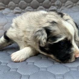 Tulip - Blue merle female Miniature Australian Shepherd puppy in Lebanon, Oregon from Two Pines Mini Aussies