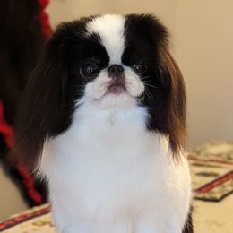 Poppy - Japanese Chin