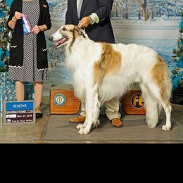 Giovanni - Borzoi