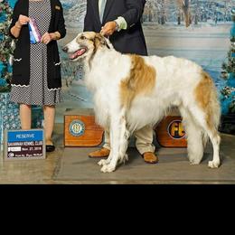 Giovanni - Borzoi