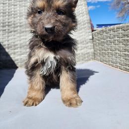 Qbert - Blue male German Shepherd puppy in Los Lunas, New Mexico from Mali's German Shepherds LLC