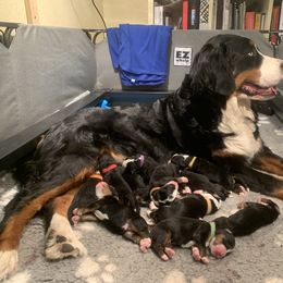 Bernedoodle and Goldendoodle Puppies from Colorado Springs Doodles