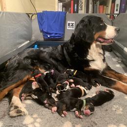 Bernedoodle and Goldendoodle Puppies from Colorado Springs Doodles
