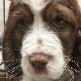 Boy 1 - Liver white and tan English Springer Spaniel puppy in Katy, Texas from 7UL Springers