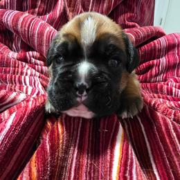 Bella - Fawn female Boxer puppy in Evans, Georgia from Kimberly's Boxers