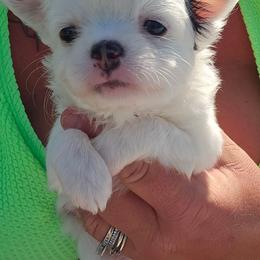 Chevy - Black and white male Chihuahua puppy in Amity, Pennsylvania from Baxters Chihuahuas