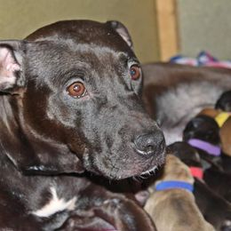 American Pit Bull Terrier Puppies from Steel Ridge APBTs