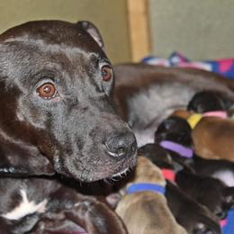 American Pit Bull Terrier Puppies from Steel Ridge APBTs