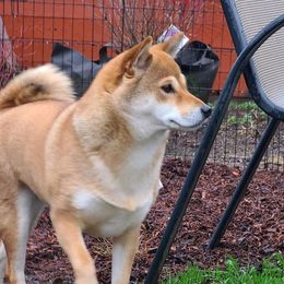 Eun-ji - Shiba Inu