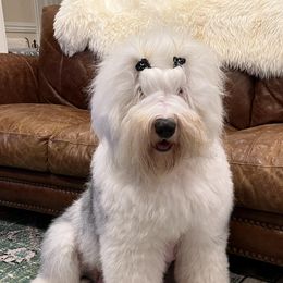 MISSY - Old English Sheepdog