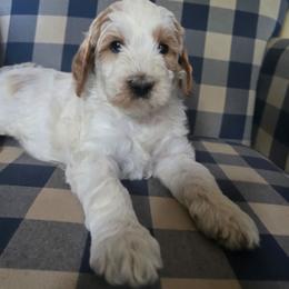 Carter - Parti male Labradoodle puppy in Galt, Missouri from Only Doodles!