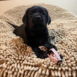 Pink Girl - Black female Labrador Retriever puppy in North Pole, Alaska from Mulberry Retrievers