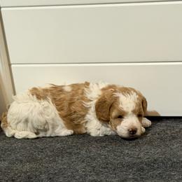 Treasure - Parti female Goldendoodle puppy in St. George, Utah from Winchester Hills Poodles and Doodles