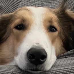 Old Time Scotch Collies from Cedar Hill Farms