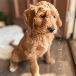 Goldendoodle Puppies from The Doodle Spot