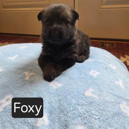 Foxy - Sable female German Shepherd puppy in Cave City, Arkansas from Bayou Valley Shepherds and American Hunt Terriers