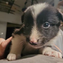 Border Collie Puppies from Cascade Sun Kennels