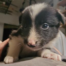 Border Collie Puppies from Cascade Sun Kennels