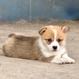 Pembroke Welsh Corgi Puppies from Pembroke Welsh Corgis at Belle Haven