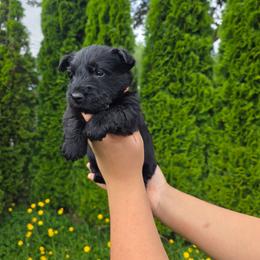 Laddie- Black boy - Black male Scottish Terrier puppy in Mount Vernon, Washington from Scottish Terrier Sandra T