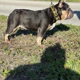 French Bulldog Puppies from Xklusive frenchies