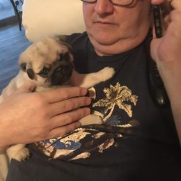 Pug Puppies from Pickwick Pugs