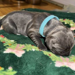 Blue collar - Gray female Cane Corso puppy in Rochester, New York from Forbidden Fruits Kennels