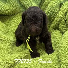 TF2735 - Chocolate female Australian Labradoodle puppy in Easley, South Carolina from Royal Diamond Australian Labradoodles