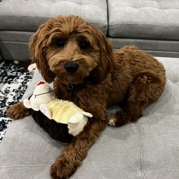 Cavapoo and Goldendoodle Puppies from Goldendoodles Utah| All sizes| Erda, Utah