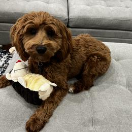 Cavapoo and Goldendoodle Puppies from Goldendoodles Utah| All sizes| Erda, Utah