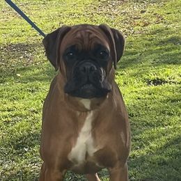 Katia - Boxer