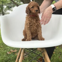 Willow - Red  female Poodle puppy in Mount Vernon, Illinois from AMC Poodles