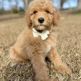 Miss Yellow Collar-Sushi - Apricot female Poodle puppy in Screven, Georgia from Dreamland Standard Poodles